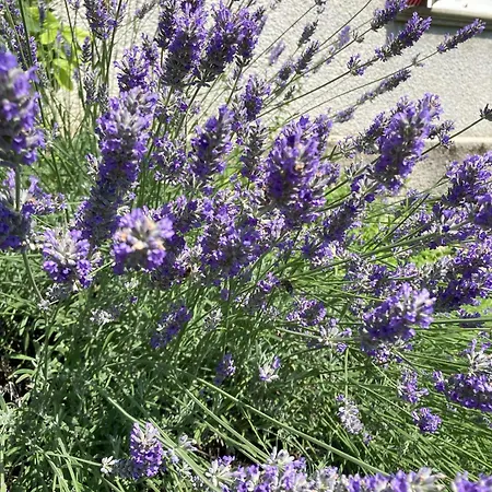 D'hotes - Le Jardin De La Guionie Bed & Breakfast