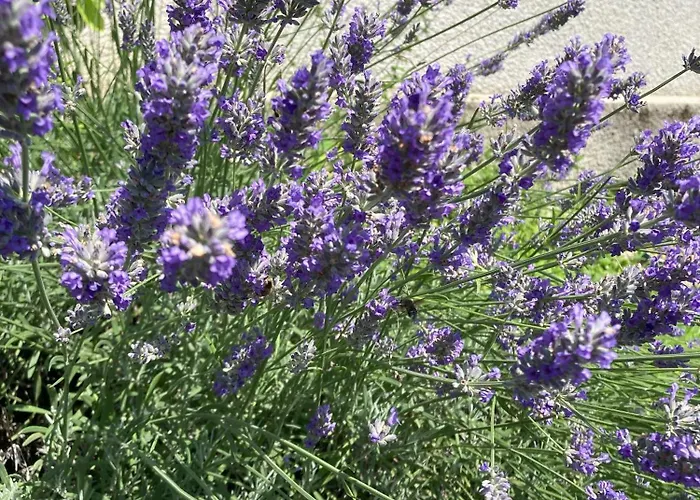 D'hotes - Le Jardin De La Guionie Bed & Breakfast